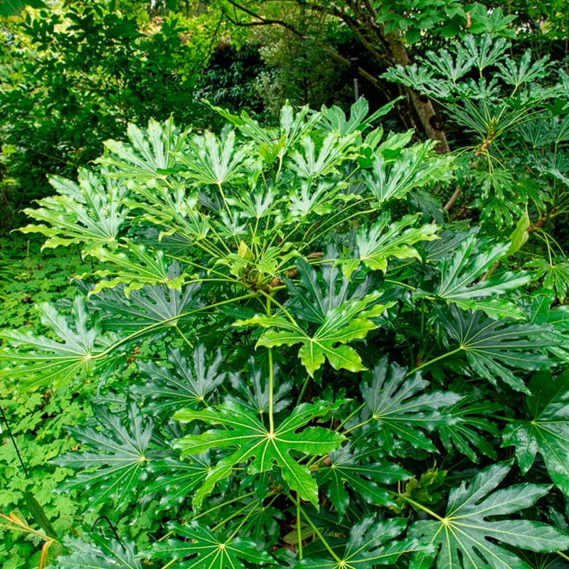 Fatsia du Japon
