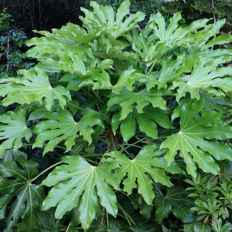 Fatsia du Japon