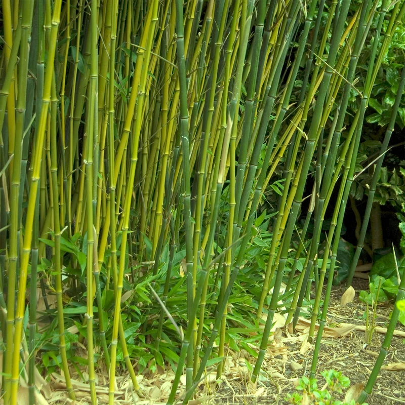 Bambou traçant à chaumes verts
