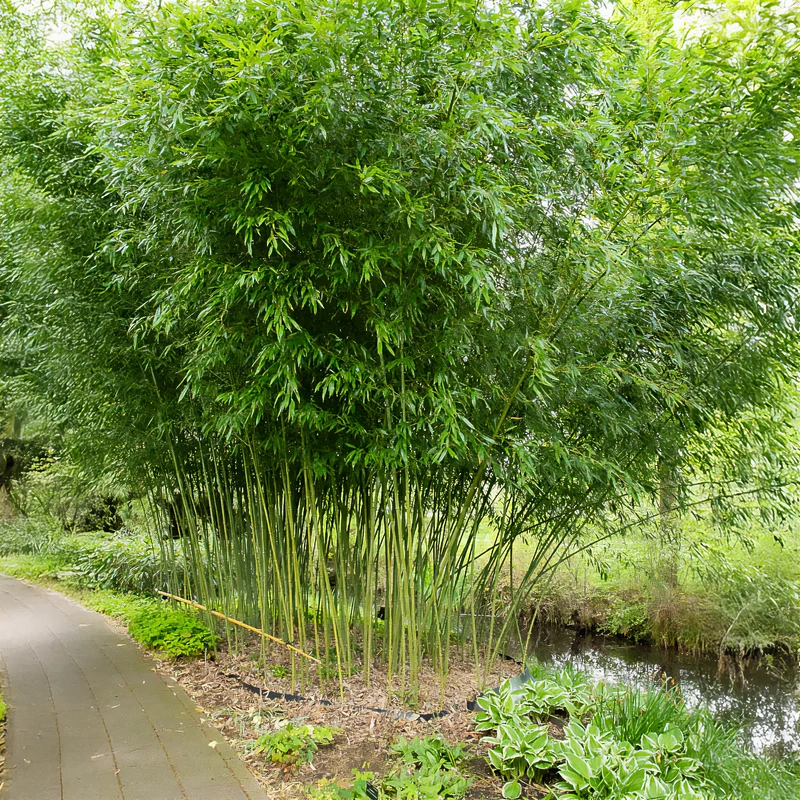 Bambou traçant à chaumes verts