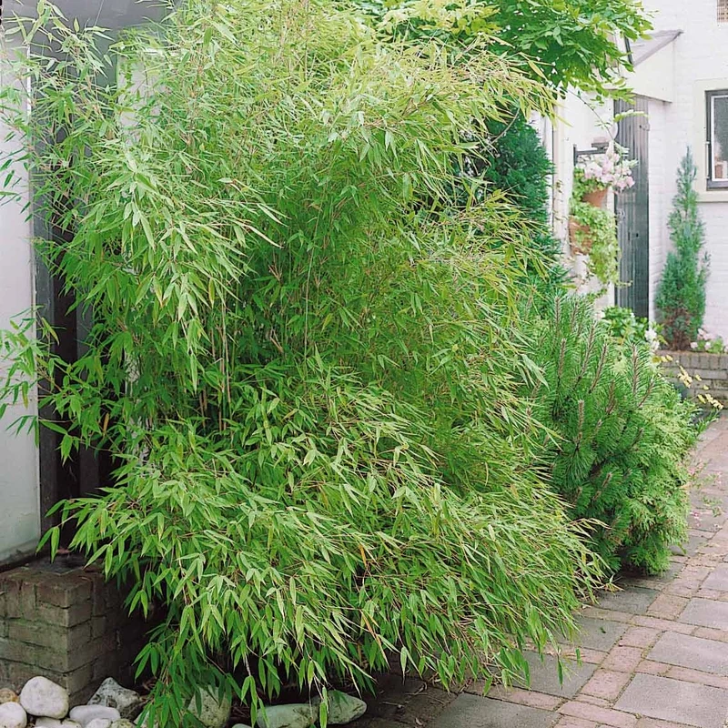 Bambou traçant à chaumes verts