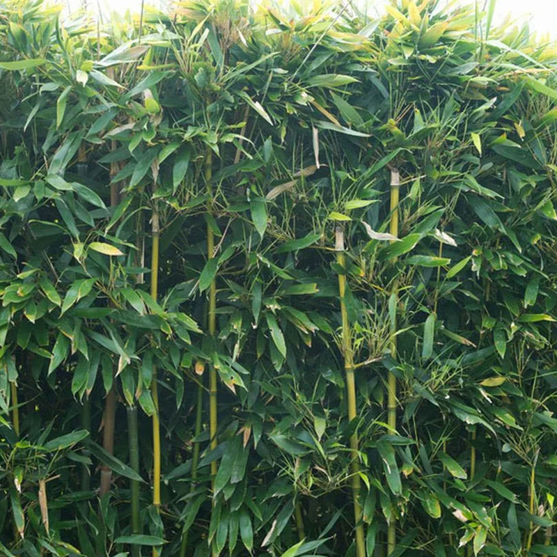 Bambou traçant à chaumes verts