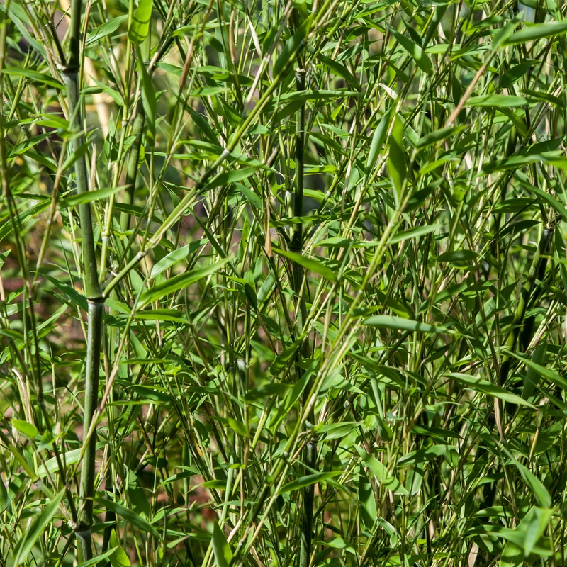 Bambou traçant à chaumes verts