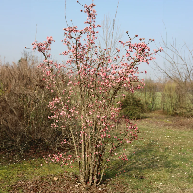 Viorne Rose