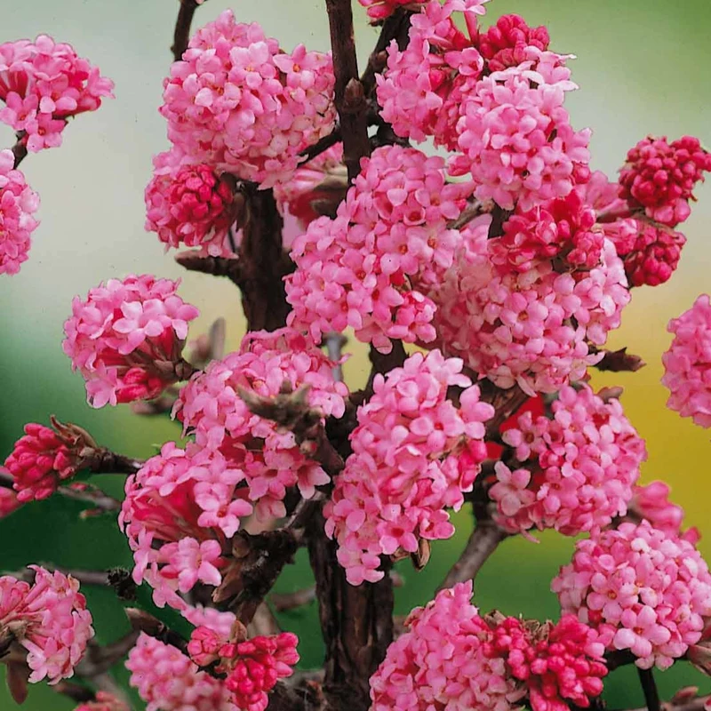 Viorne Rose