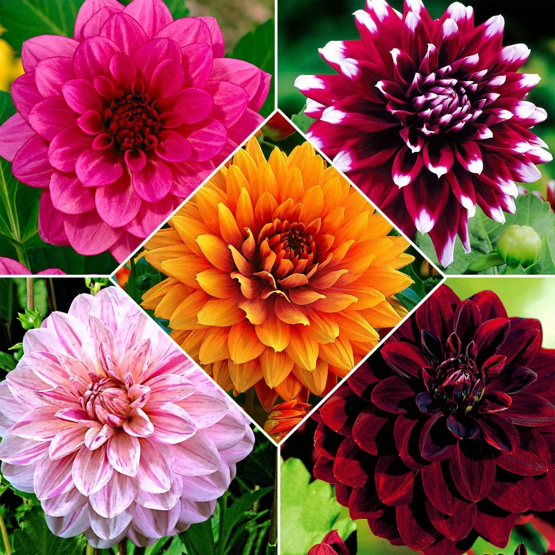 5 Dahlias à grandes fleurs en mélange