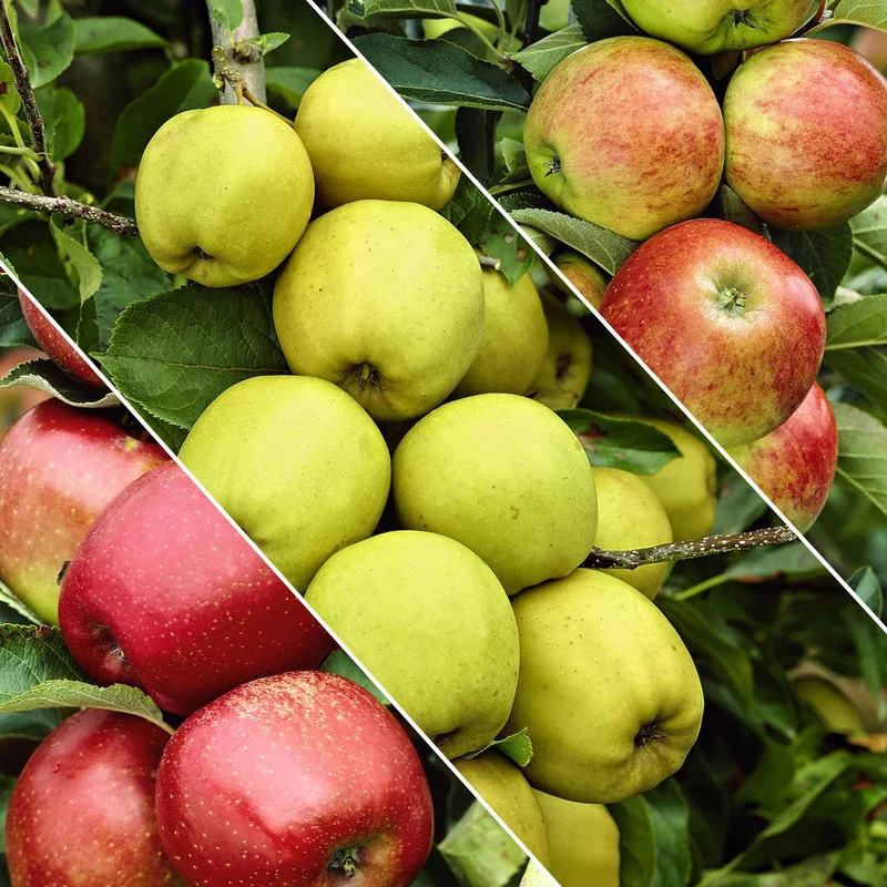 Pommier sur tige 3 variétés en 1