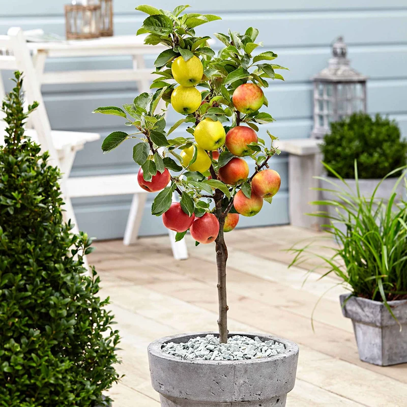 Pommier sur tige 3 variétés en 1