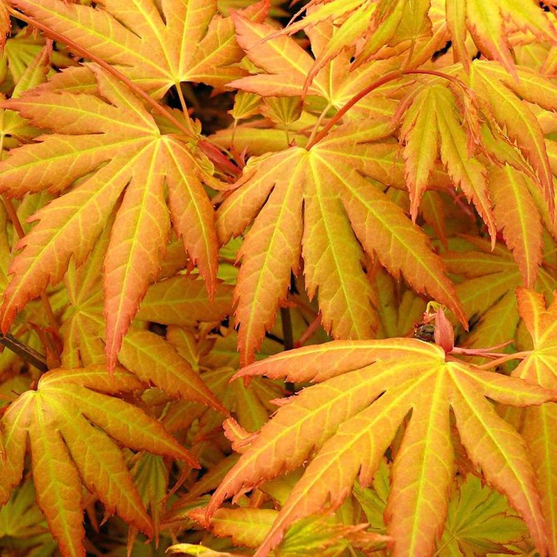 Erable du Japon Rêve orange