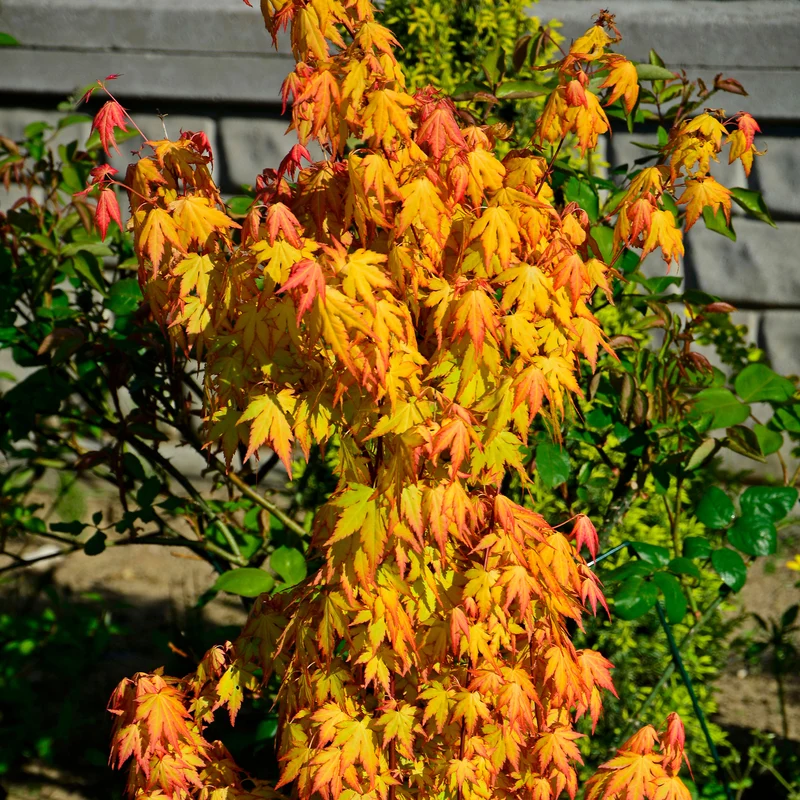 Erable du Japon Rêve orange