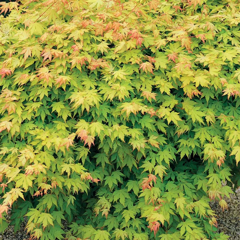 Erable du Japon Rêve orange