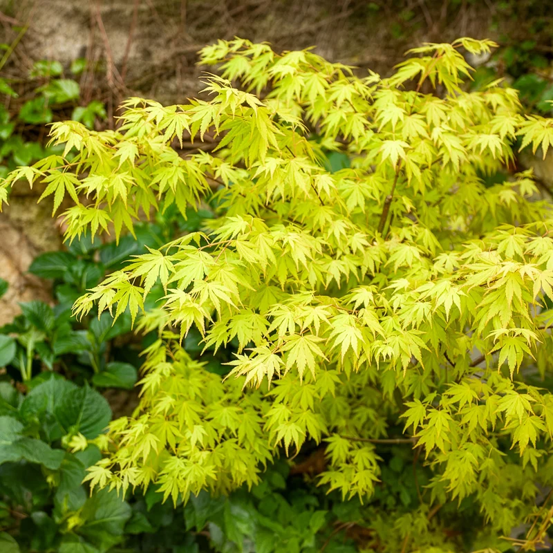 Erable du Japon Rêve orange