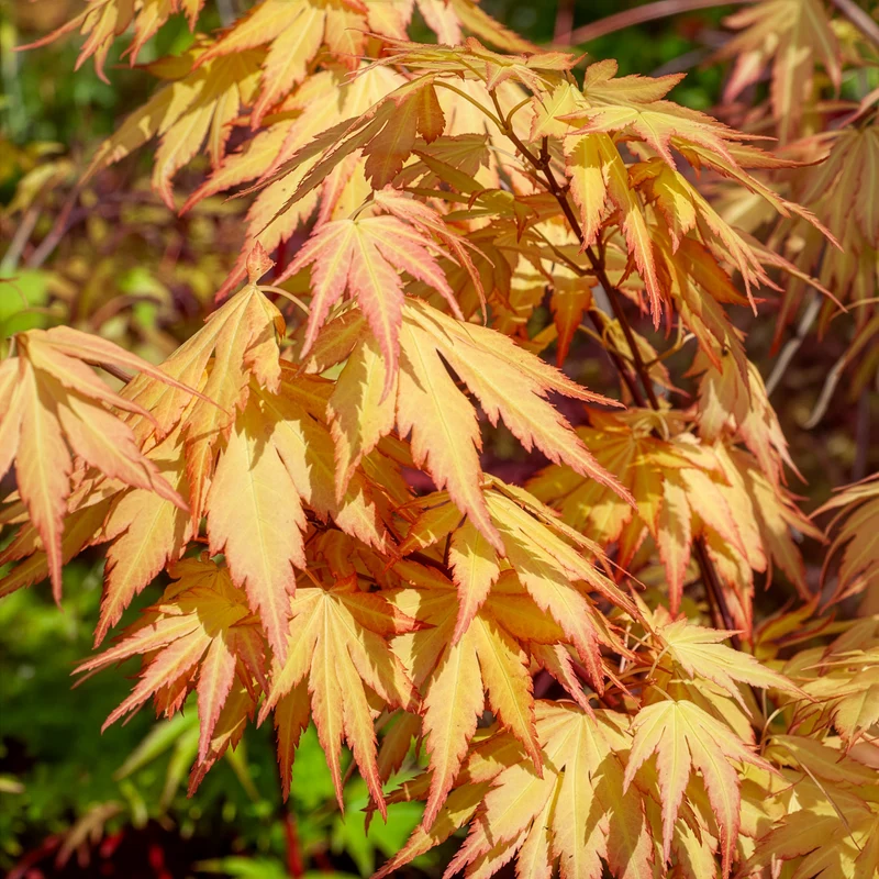 Erable du Japon Rêve orange