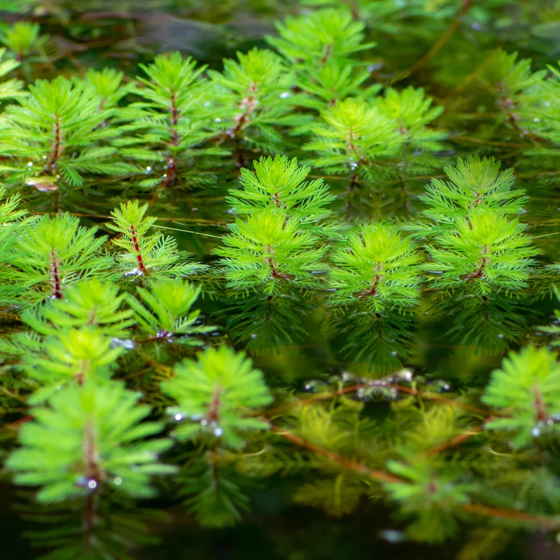 Myriophyllum Red Stem