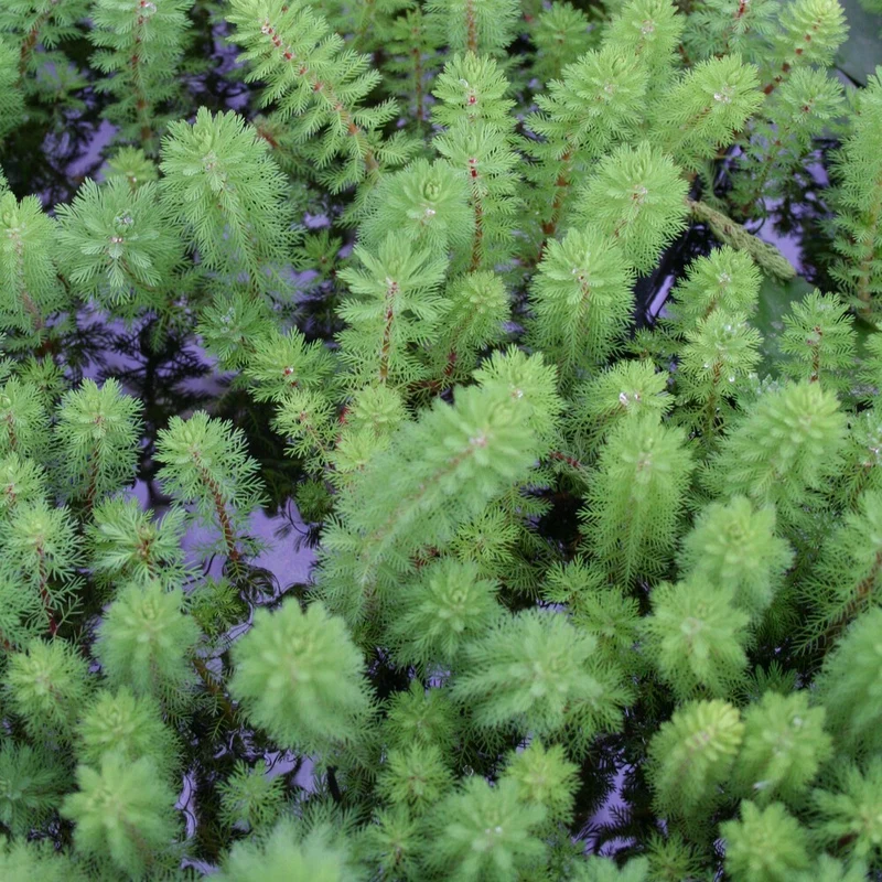 Myriophyllum Red Stem