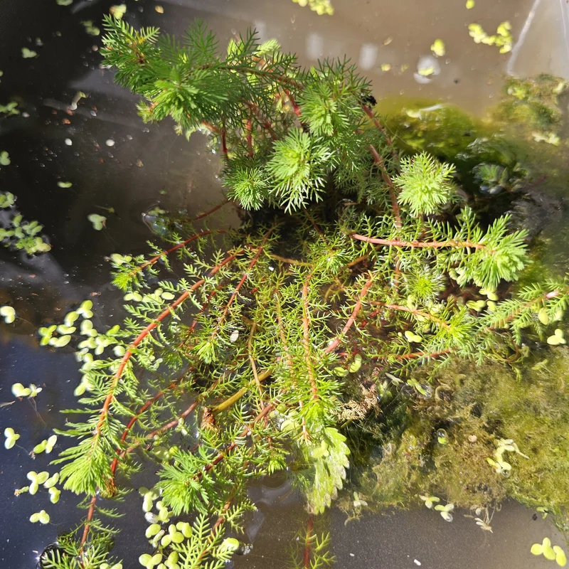 Myriophyllum Red Stem