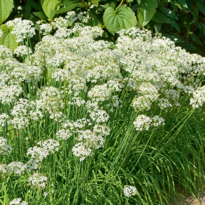 Ciboule de Chine - Ciboulette Ail Bio