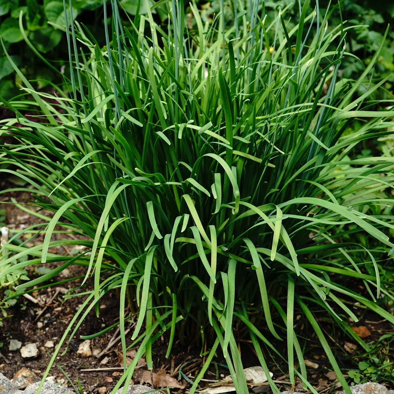 Ciboule de Chine - Ciboulette Ail Bio