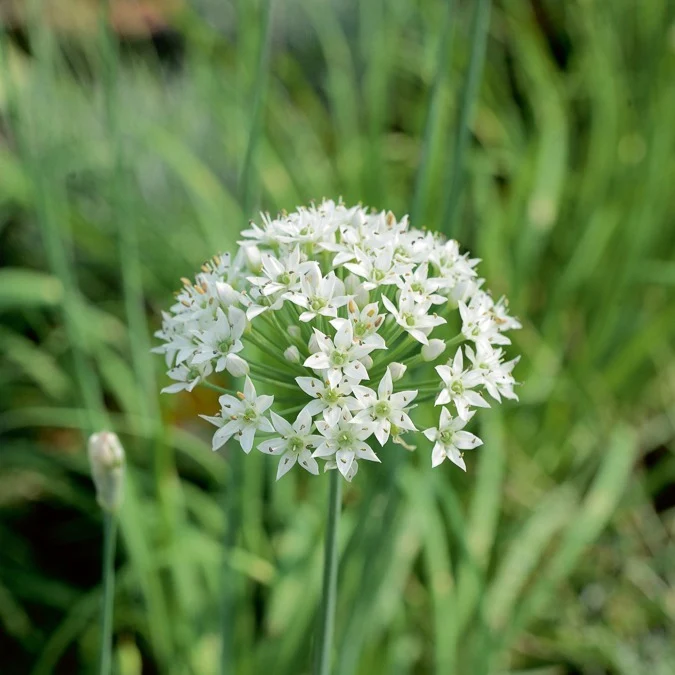 Ciboule de Chine - Ciboulette Ail Bio