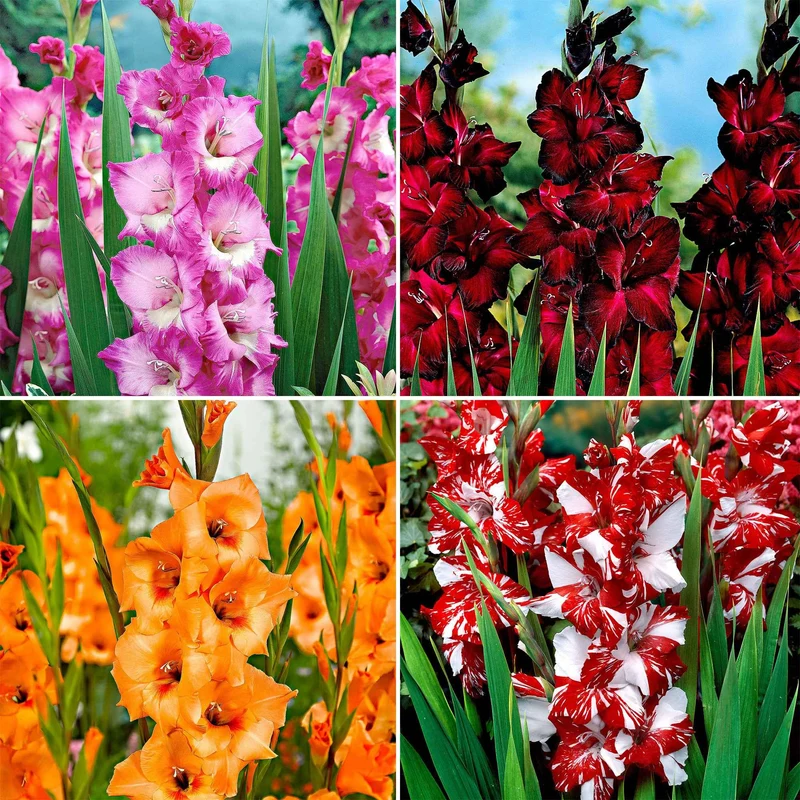 40 Glaïeuls à grandes fleurs Vivre en mélange