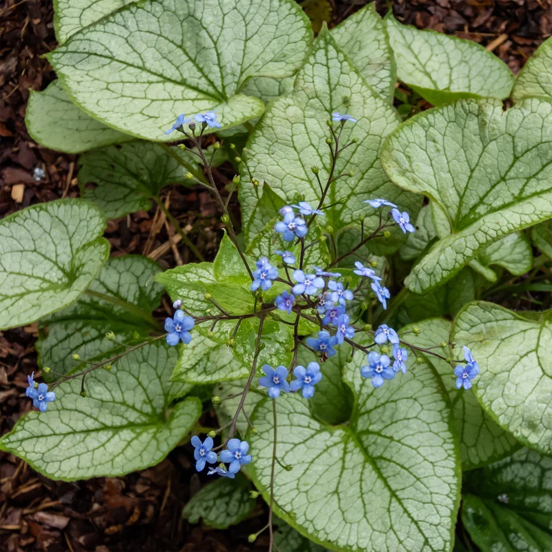 Myosotis du Caucase Jack Frost