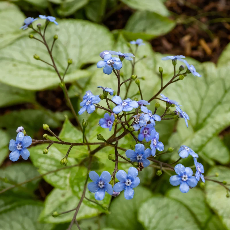 Myosotis du Caucase Jack Frost
