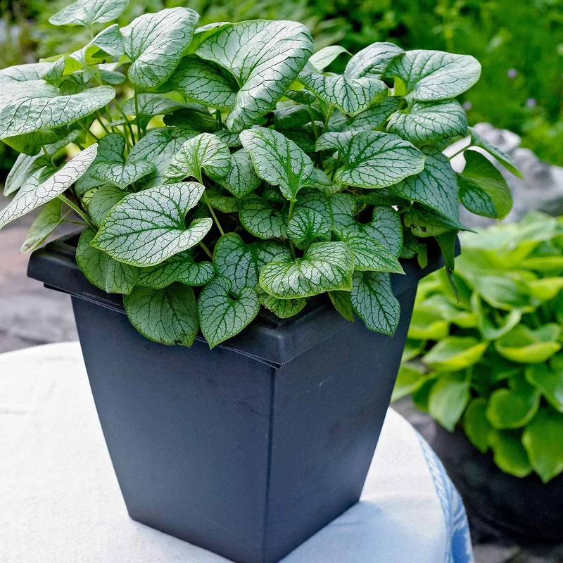 Myosotis du Caucase Jack Frost