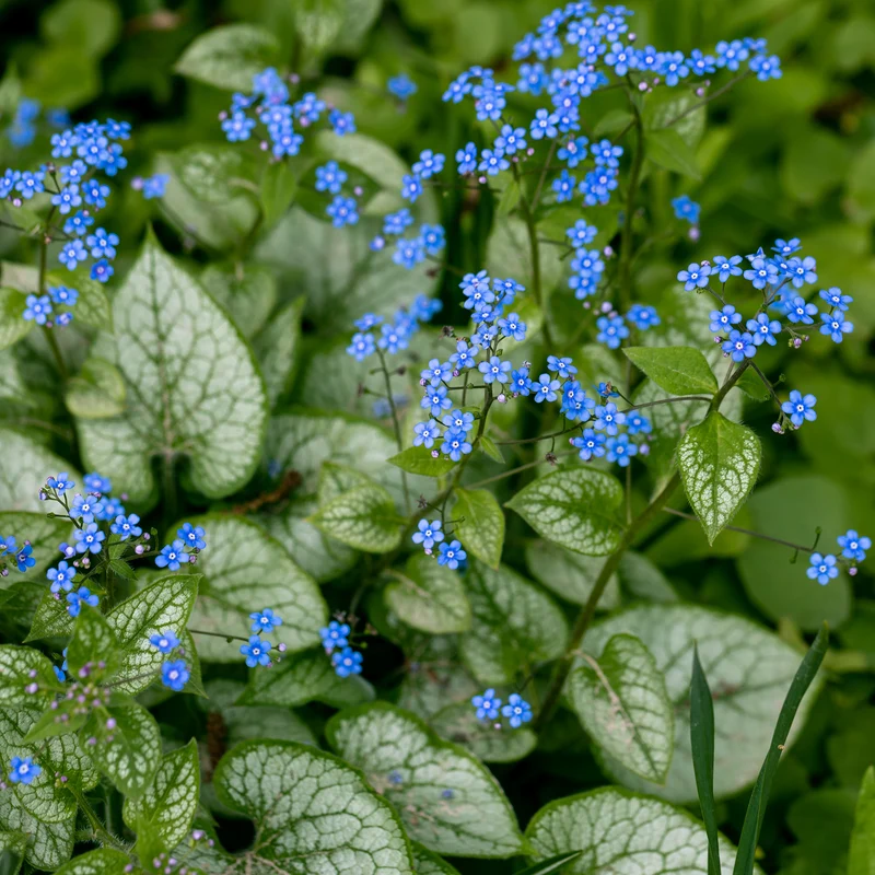 Myosotis du Caucase Jack Frost