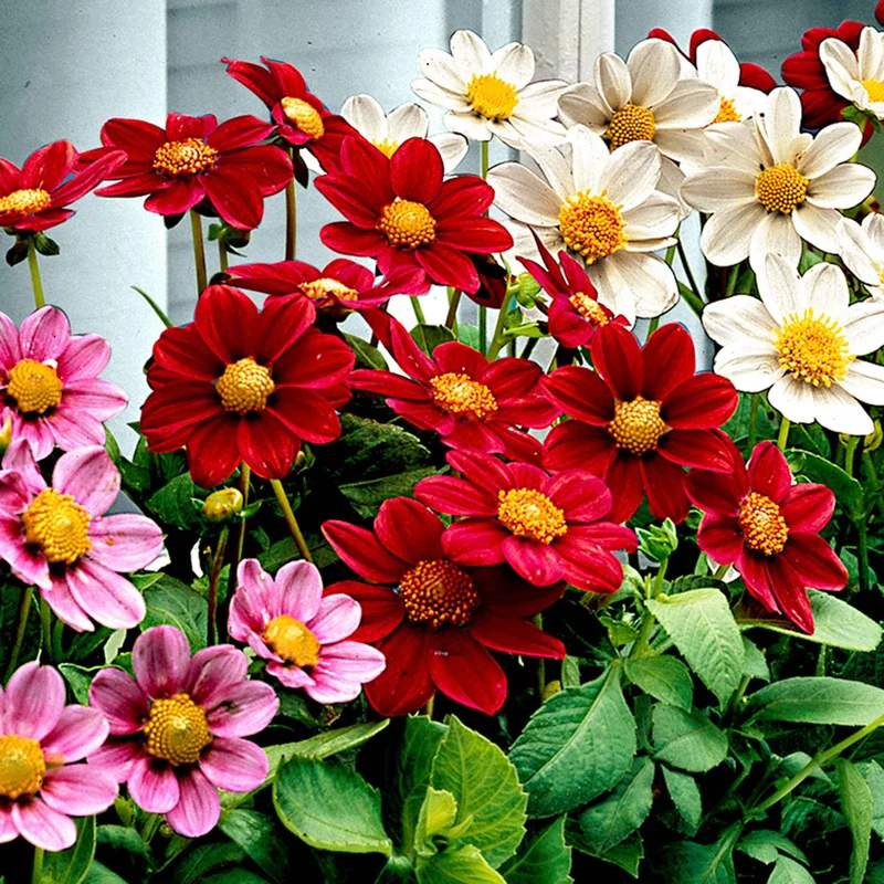 5 Dahlia miniature Topmix en mélange