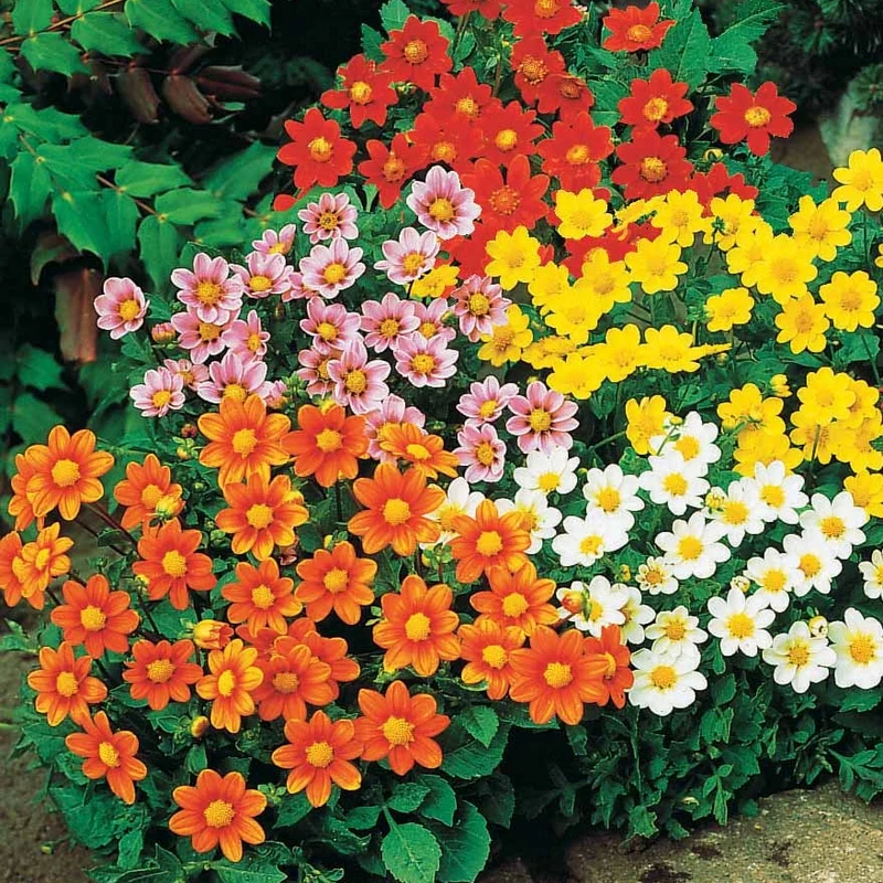 5 Dahlia miniature Topmix en mélange