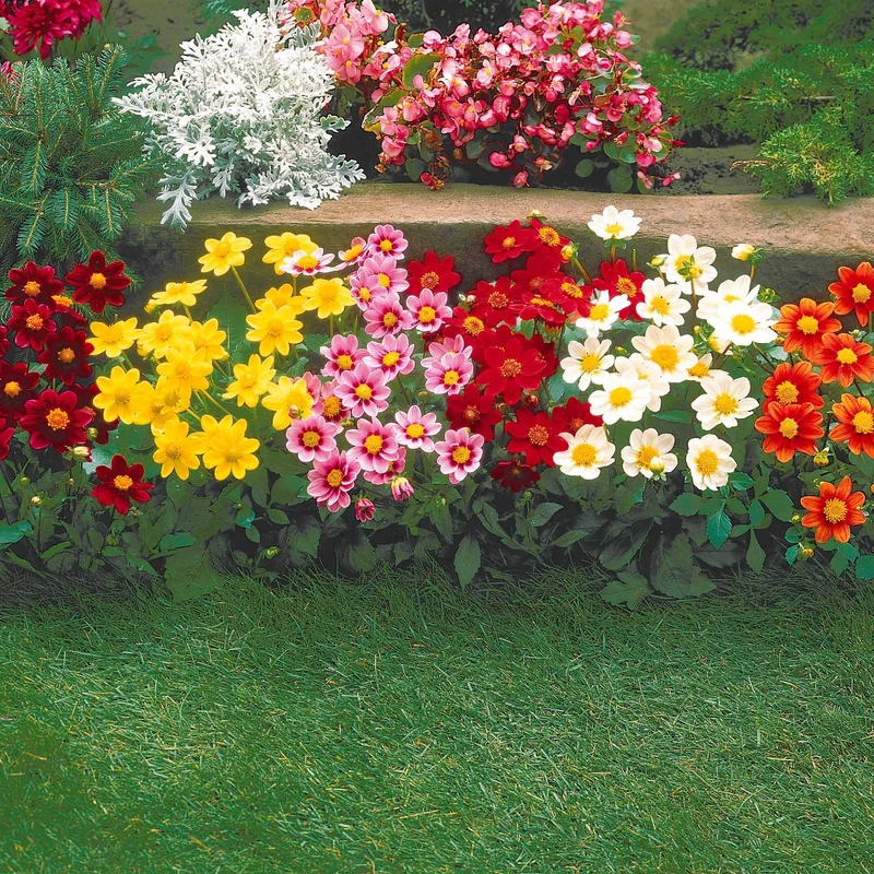 5 Dahlia miniature Topmix en mélange