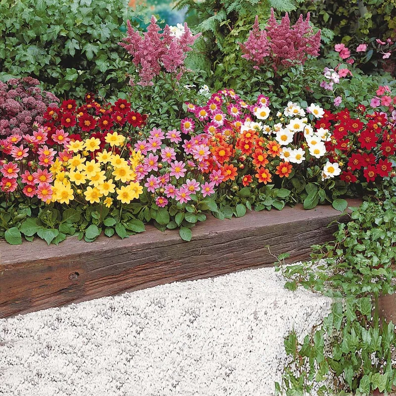 5 Dahlia miniature Topmix en mélange