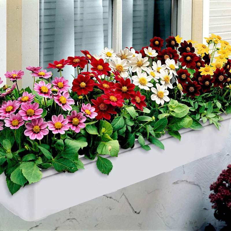 5 Dahlia miniature Topmix en mélange