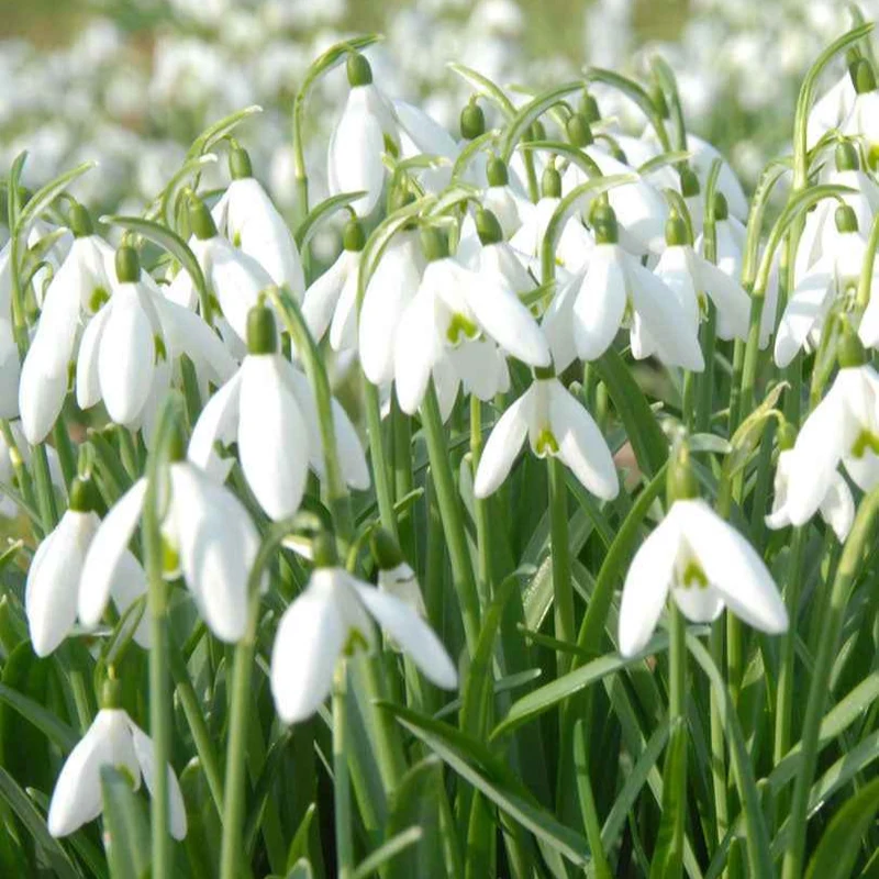 25 Perce-neige simples