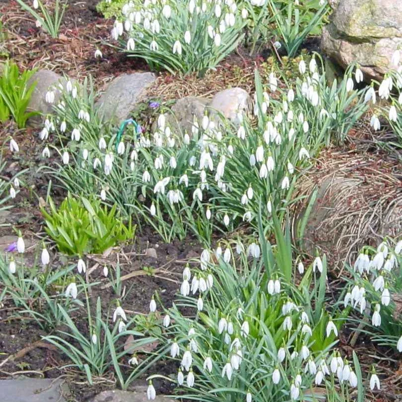 25 Perce-neige simples