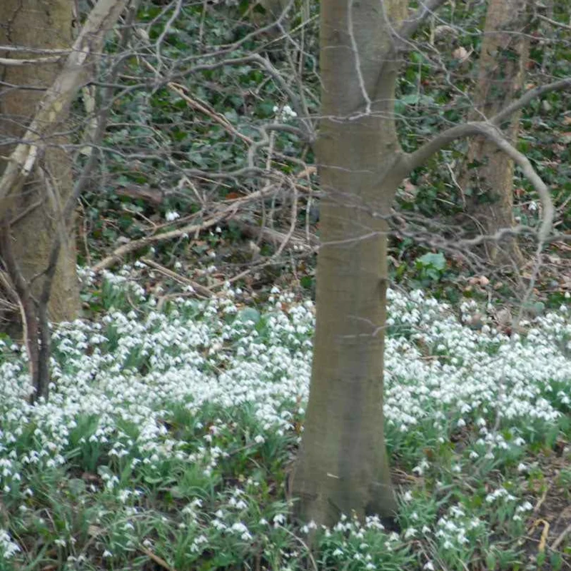 25 Perce-neige simples
