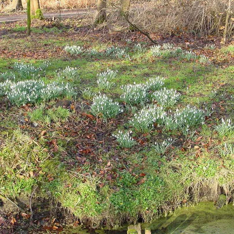 25 Perce-neige simples