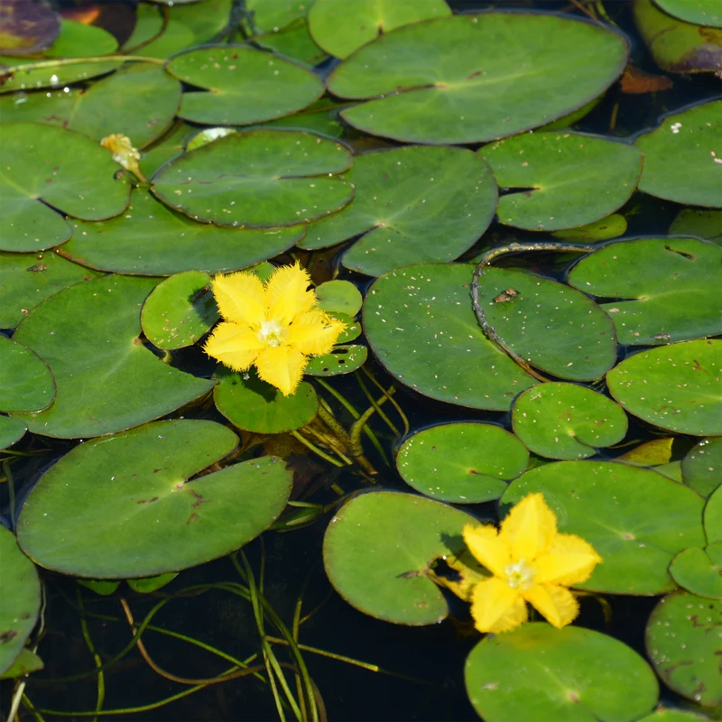 Limnanthème Faux nénuphar