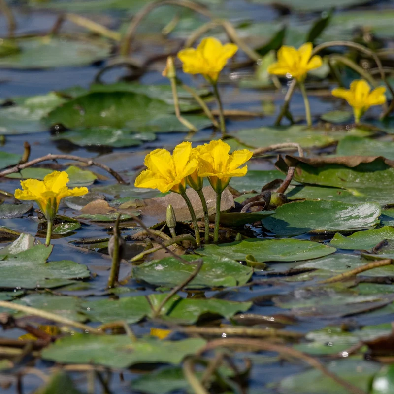 Limnanthème Faux nénuphar