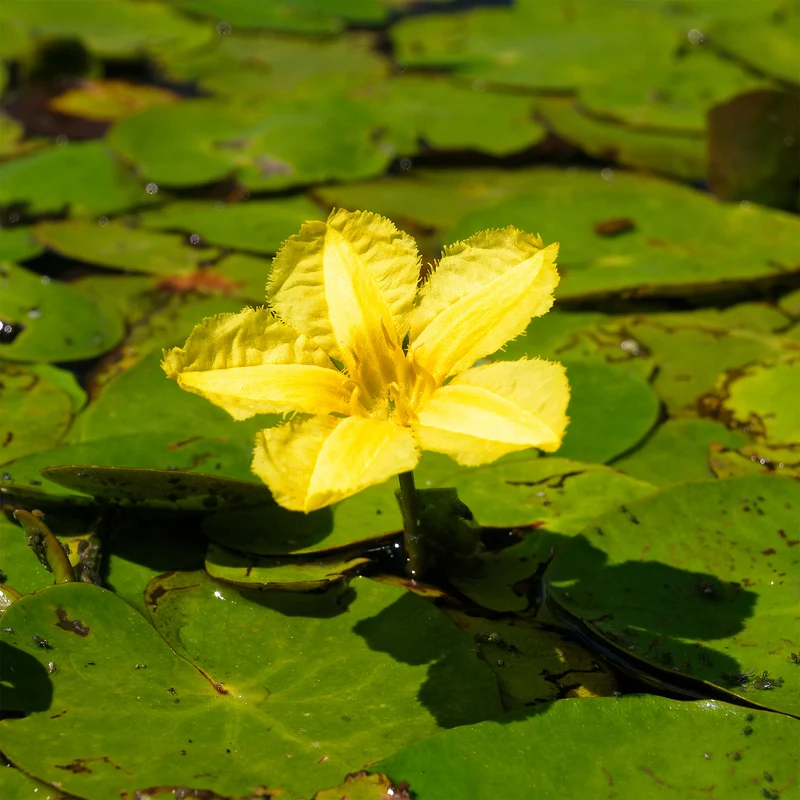 Limnanthème Faux nénuphar