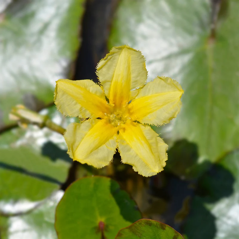 Limnanthème Faux nénuphar