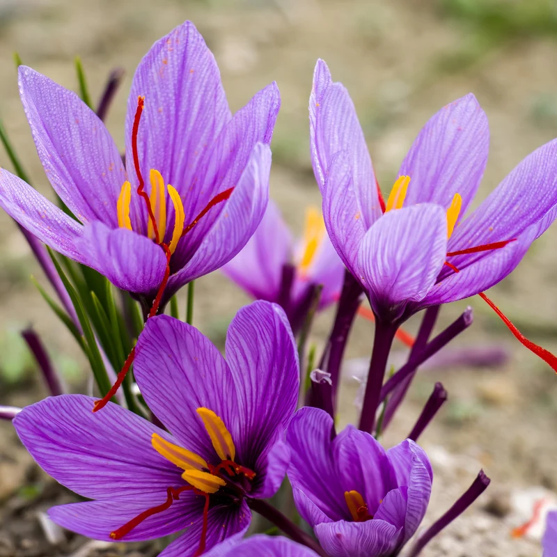 10 Crocus safran