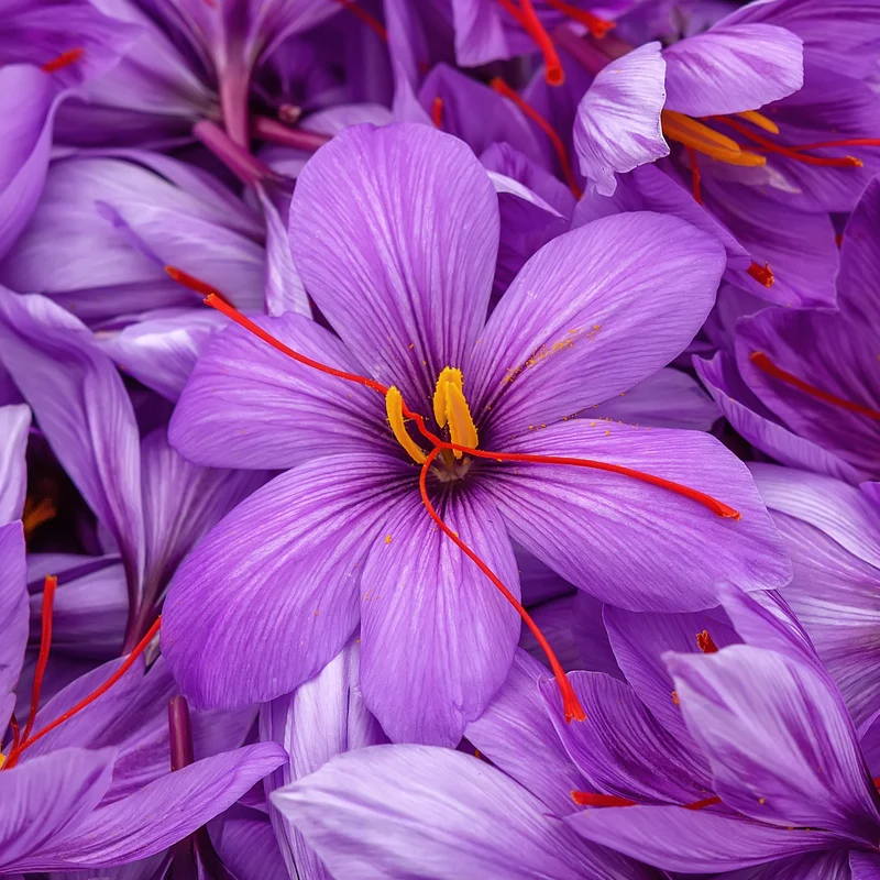10 Crocus safran