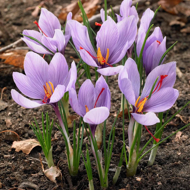 10 Crocus safran