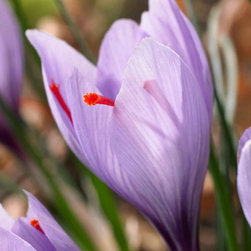 10 Crocus safran