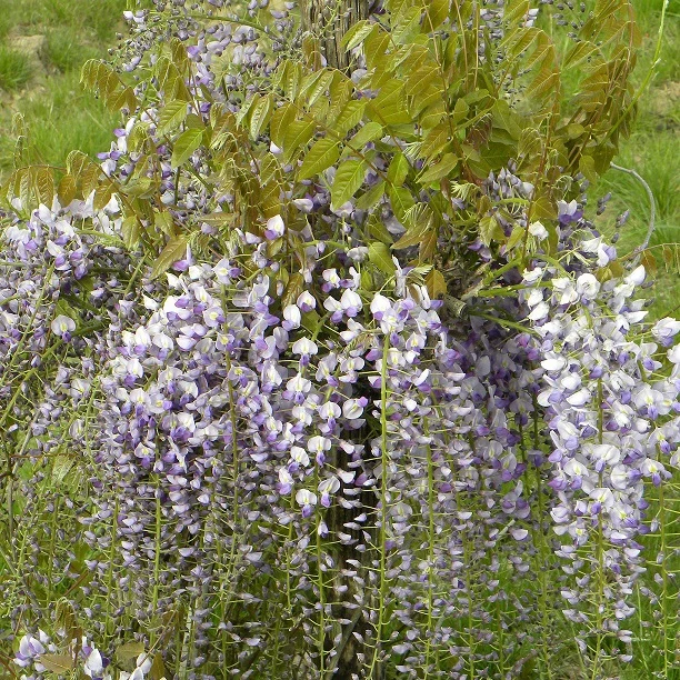 Glycine de Chine Caroline