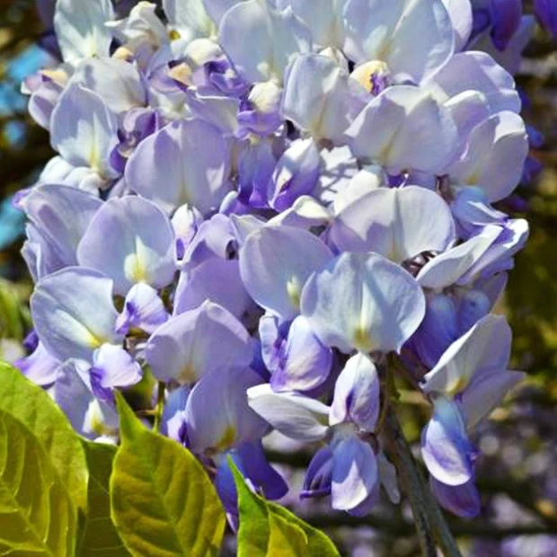 Glycine de Chine Caroline