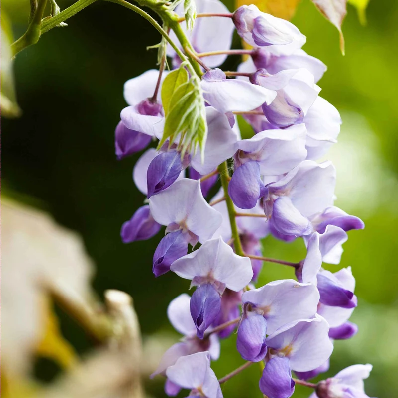 Glycine de Chine Caroline