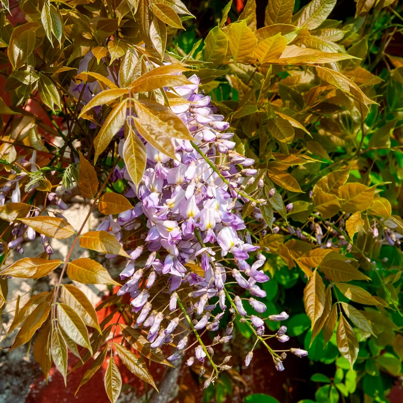 Glycine de Chine Caroline