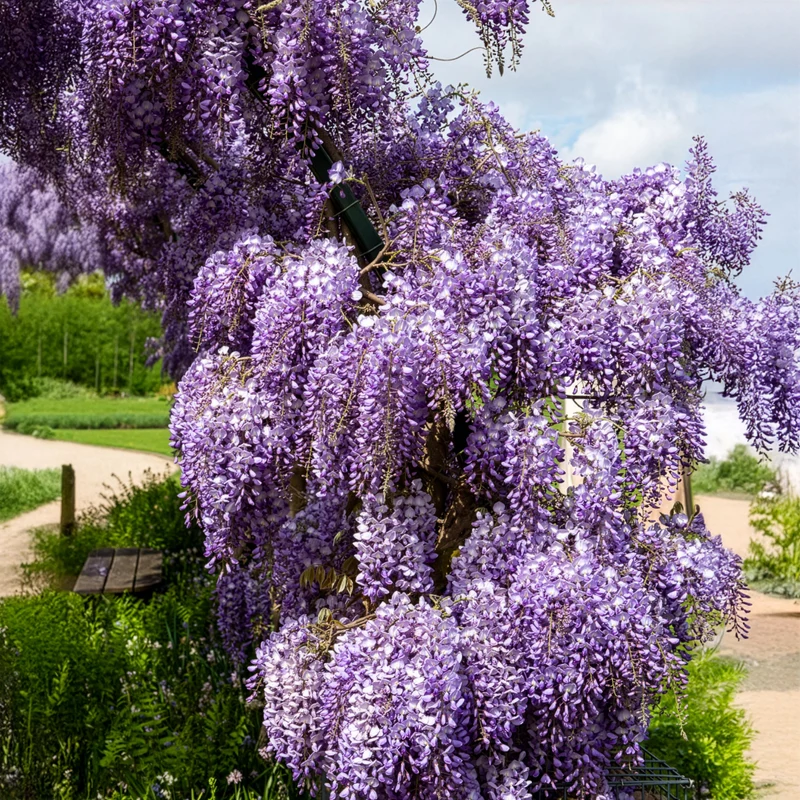 Glycine de Chine Prolific